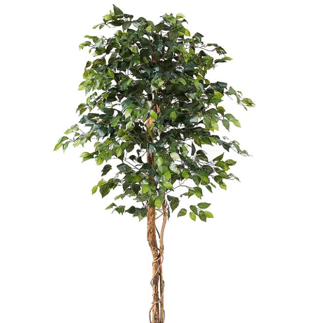 Rental store for 6Ft Ficus Tree in Dallas TX